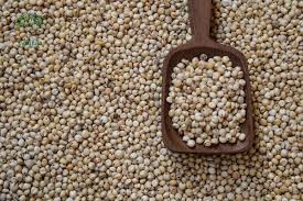 SHETISANJOG Premium Grade Jowar Sorghum Made from Desi Maldandi Variety Traditional Indian Grain Clean Unpolished Daily Staple B2B Supply